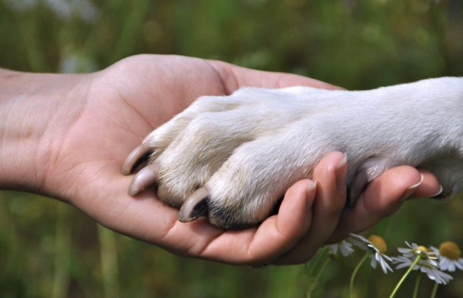 Cani nei luoghi pubblici: sì o no?